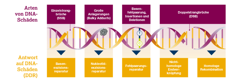 az diagnostik