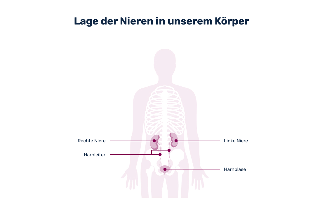Aufbau der Nieren - Grafik Aufbau der Nieren - Grafik