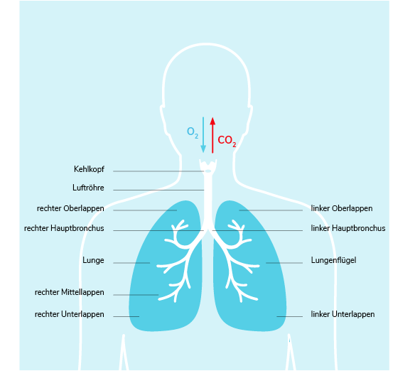 01-01-Was-ist-Lungenkrebs-Section-3.png 01-01-Was-ist-Lungenkrebs-Section-3.png