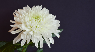 Eine weiße Blume namens 'Chrysantheme' vor dunklem Hintergrund. Eine weiße Blume namens 'Chrysantheme' vor dunklem Hintergrund.