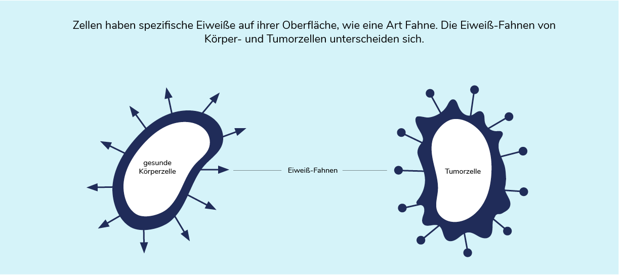 03-06-immuntherapie-01-1222x539.png 03-06-immuntherapie-01-1222x539.png