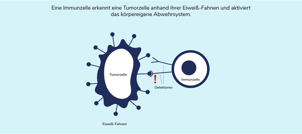 03-06-immuntherapie-03-1222x539.png 03-06-immuntherapie-03-1222x539.png