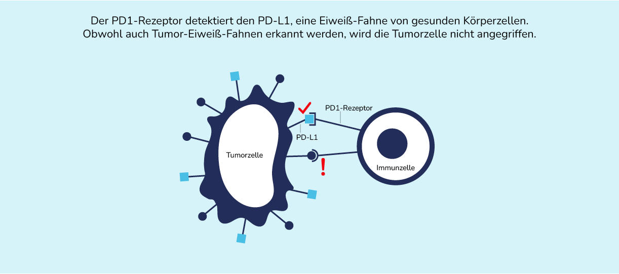 03-06-immuntherapie-04-1222x539.png 03-06-immuntherapie-04-1222x539.png