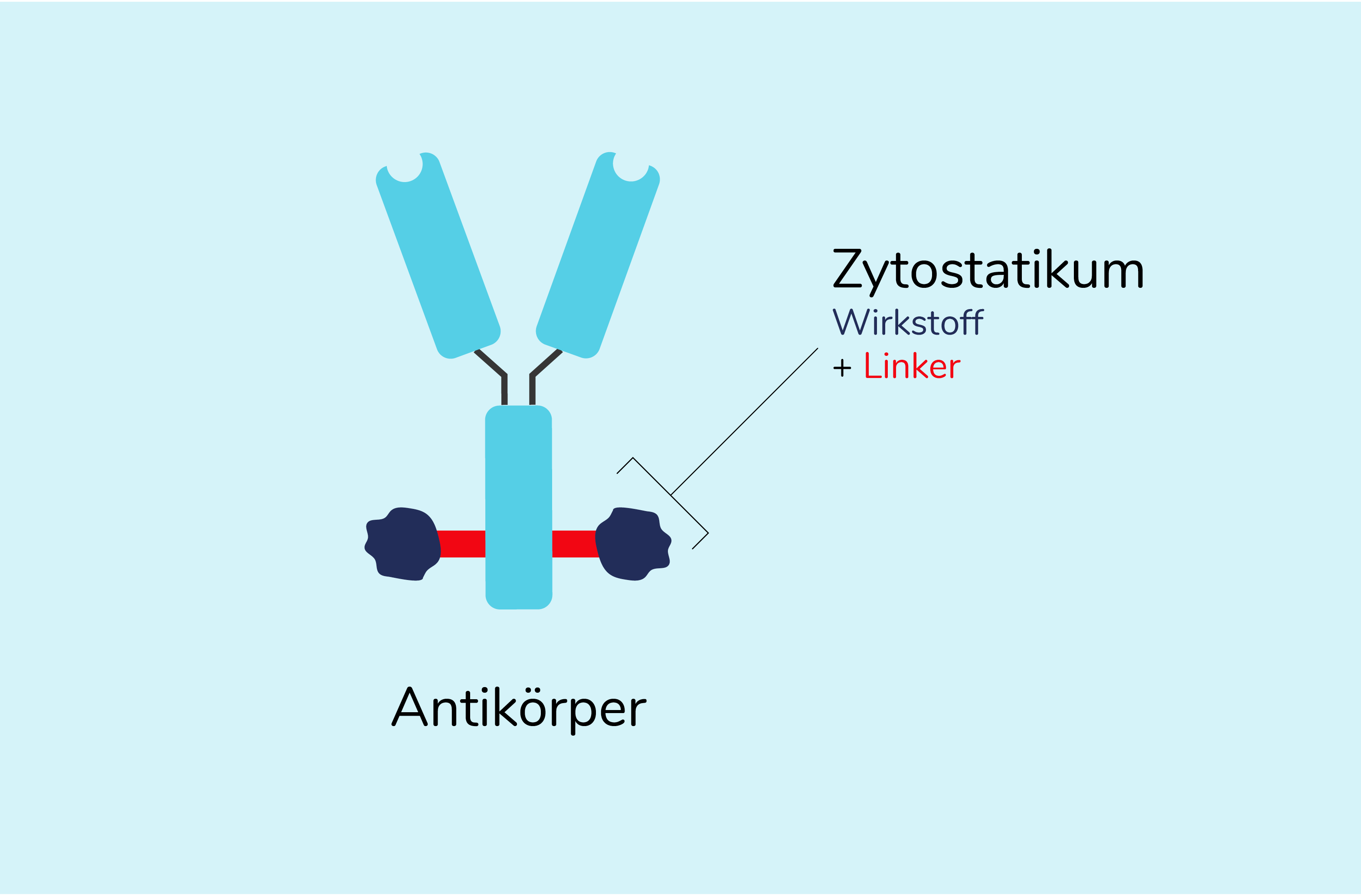 03-05_Zielgerichtete_Therapien_4_Antikorper.png