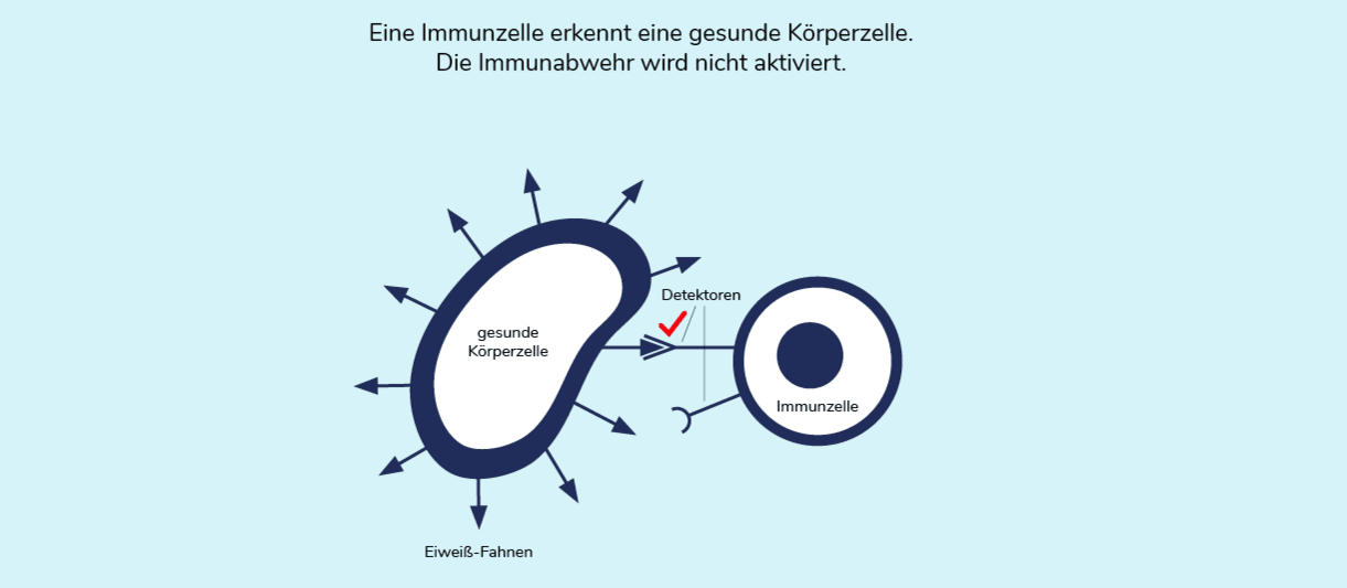 03-06-immuntherapie-02-1222x539_neu.png 03-06-immuntherapie-02-1222x539_neu.png