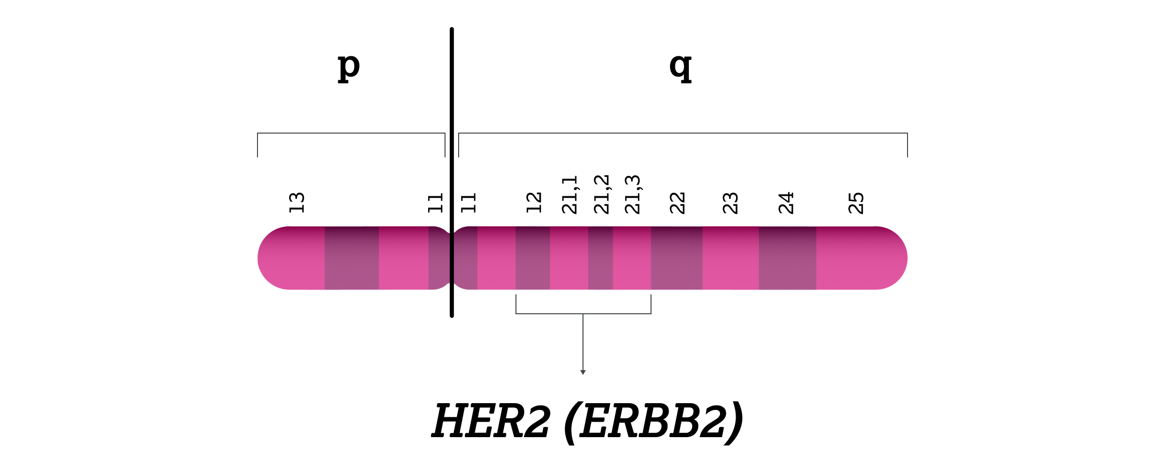 2.2.1-01-biomarker-her2-grafik-gen.webp