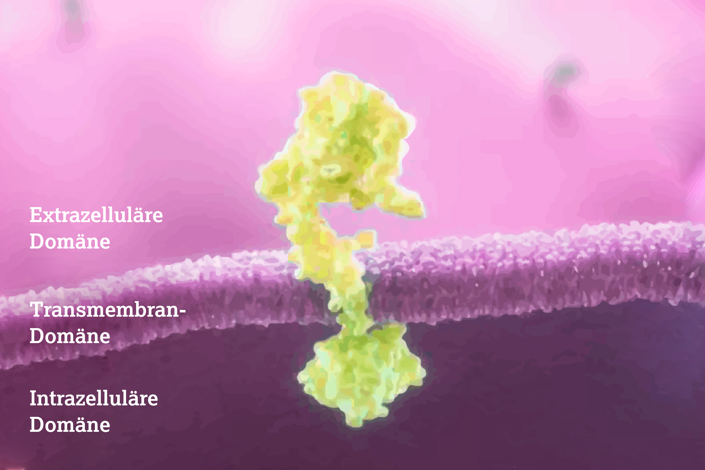 2.2.1-01-biomarker-her2-grafik-molekulare-struktur.webp
