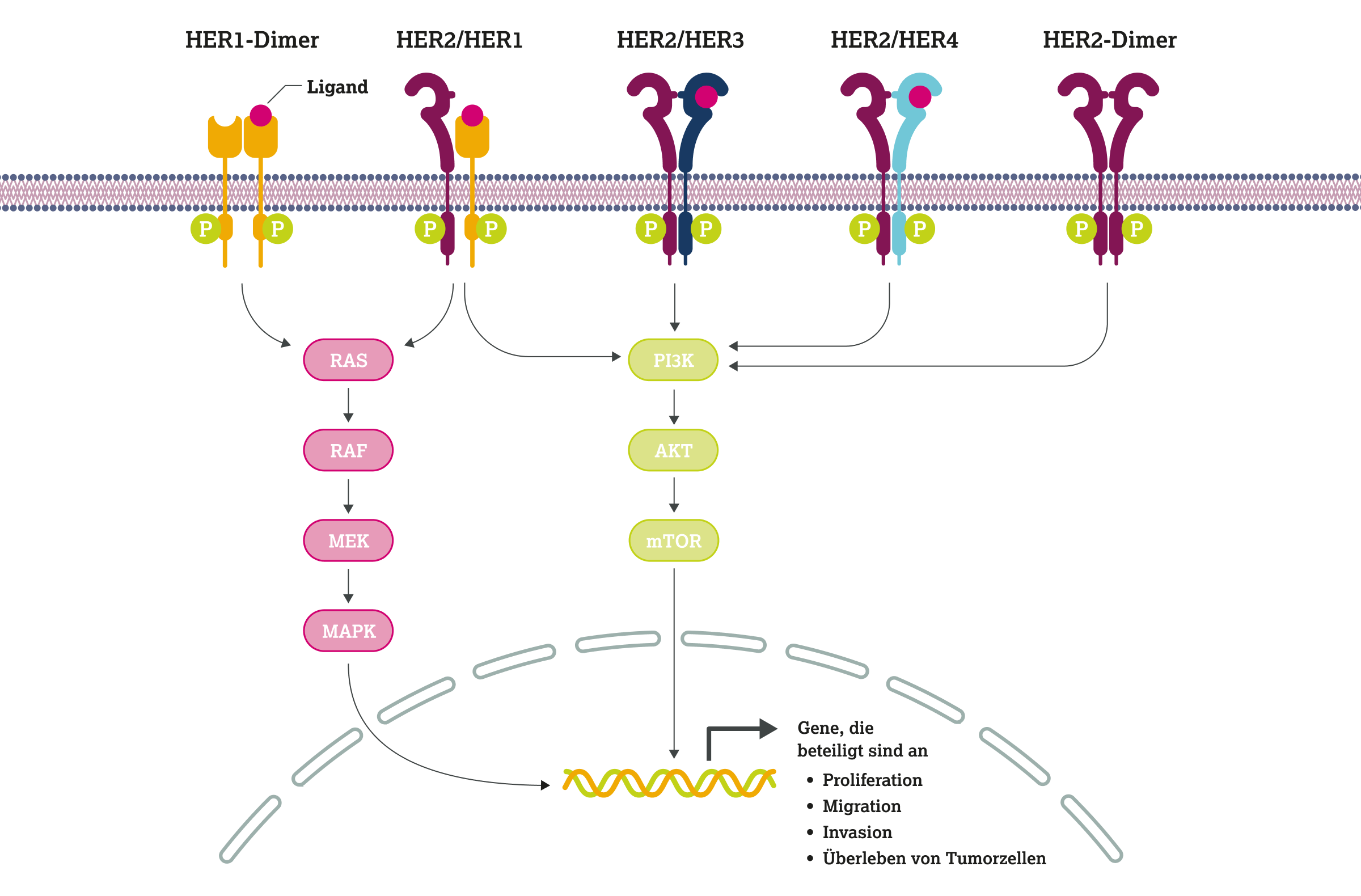 2.2.1-01-biomarker-her2-grafik-signalwege.webp