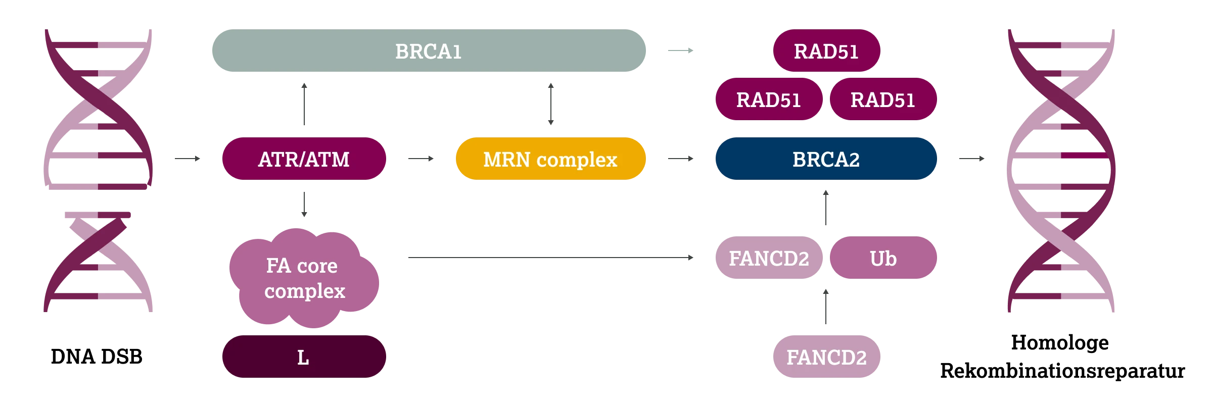2.3.1-01-biomarker-HRD-grafik-schluesselproteine2x.webp