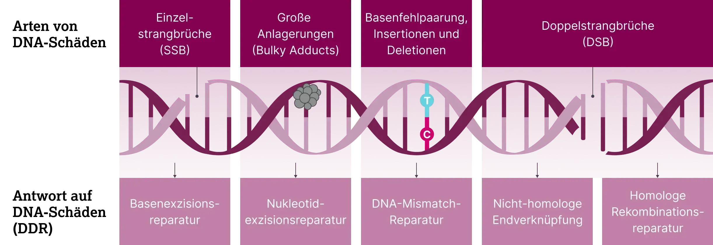 2.3.1-01-biomarker-HRD-grafik-zellulaere-DNA-Reparaturmechanismen2x.webp