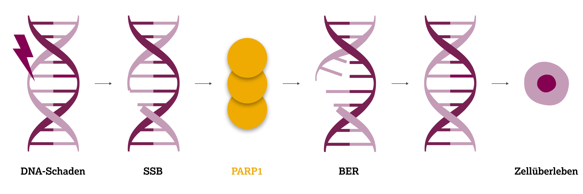 2.3.1-02-biomarker-HRD-grafik-rolle-PARP12x.webp