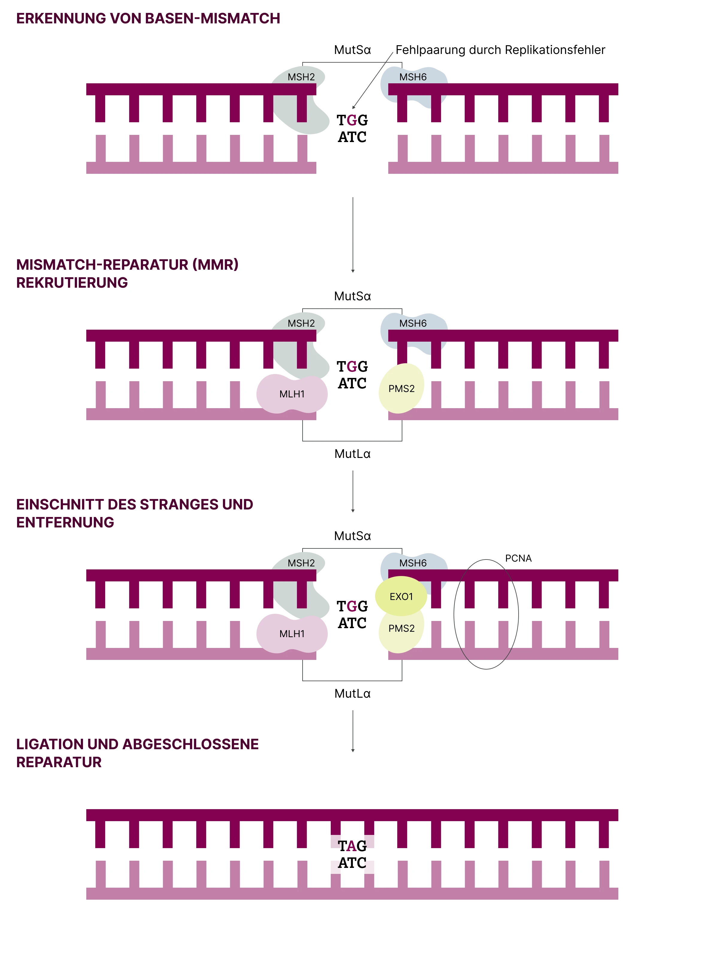 2.6.1-01-biomarker-mmr-msi-grafik-funktionsweise2x.webp 2.6.1-01-biomarker-mmr-msi-grafik-funktionsweise2x.webp