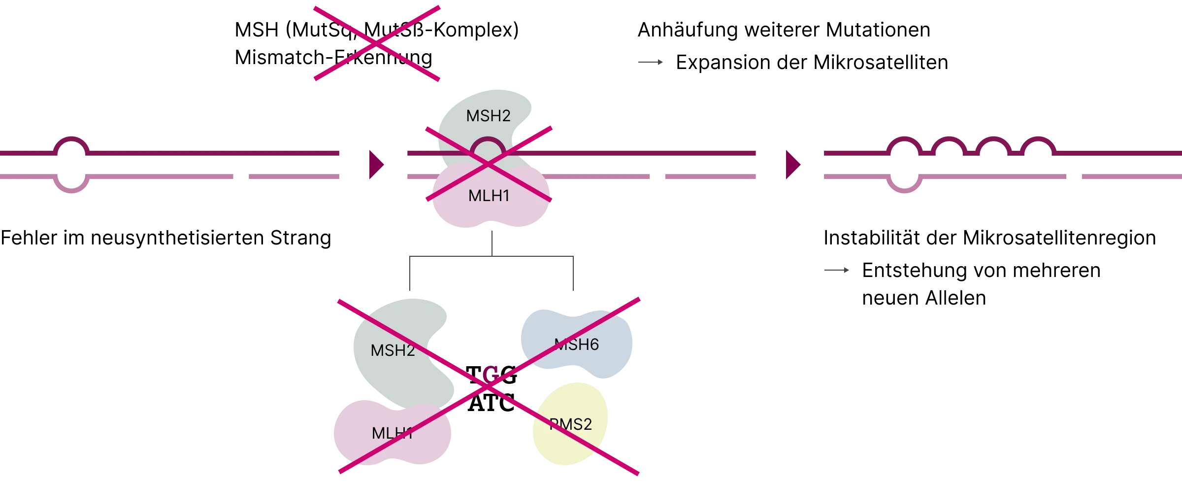 2.6.1-01-biomarker-mmr-msi-grafik-mikrosatelliteninstabilitaet2x.webp 2.6.1-01-biomarker-mmr-msi-grafik-mikrosatelliteninstabilitaet2x.webp