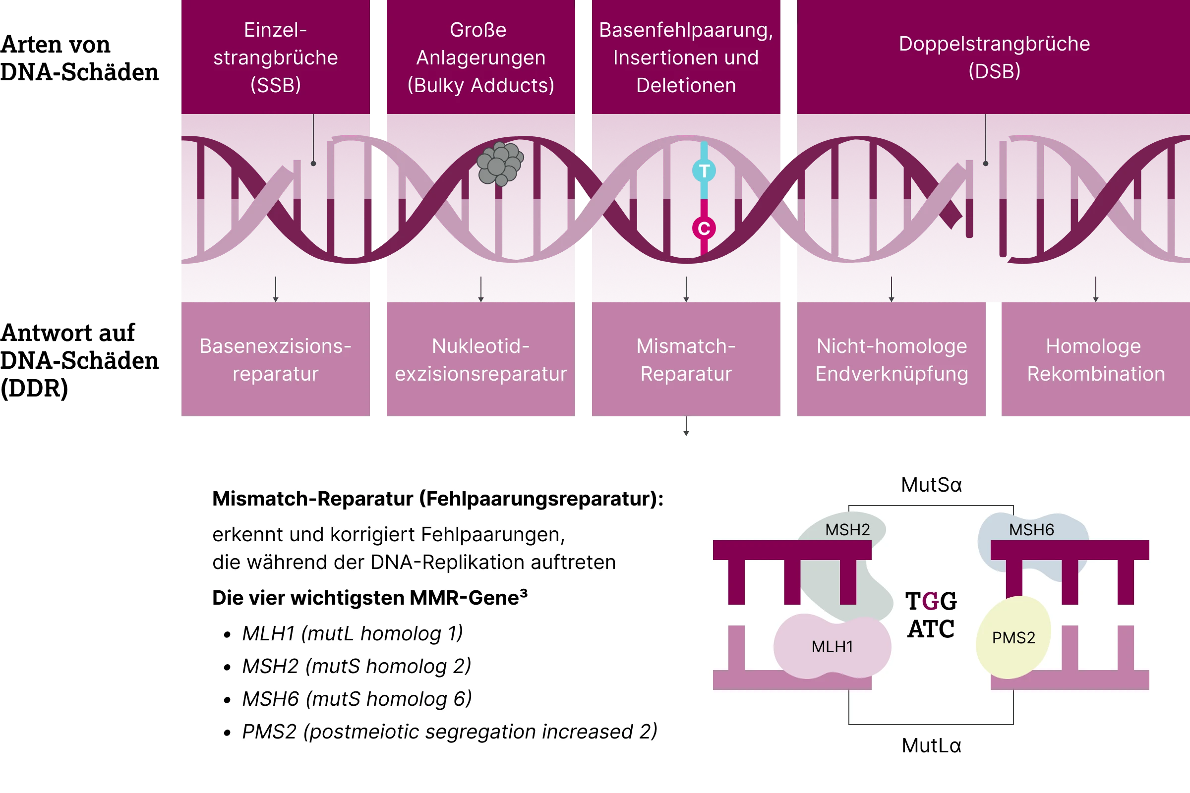 2.6.1-02-biomarker-mmr-msi-grafik-mismatch-reparatur2x.webp 2.6.1-02-biomarker-mmr-msi-grafik-mismatch-reparatur2x.webp