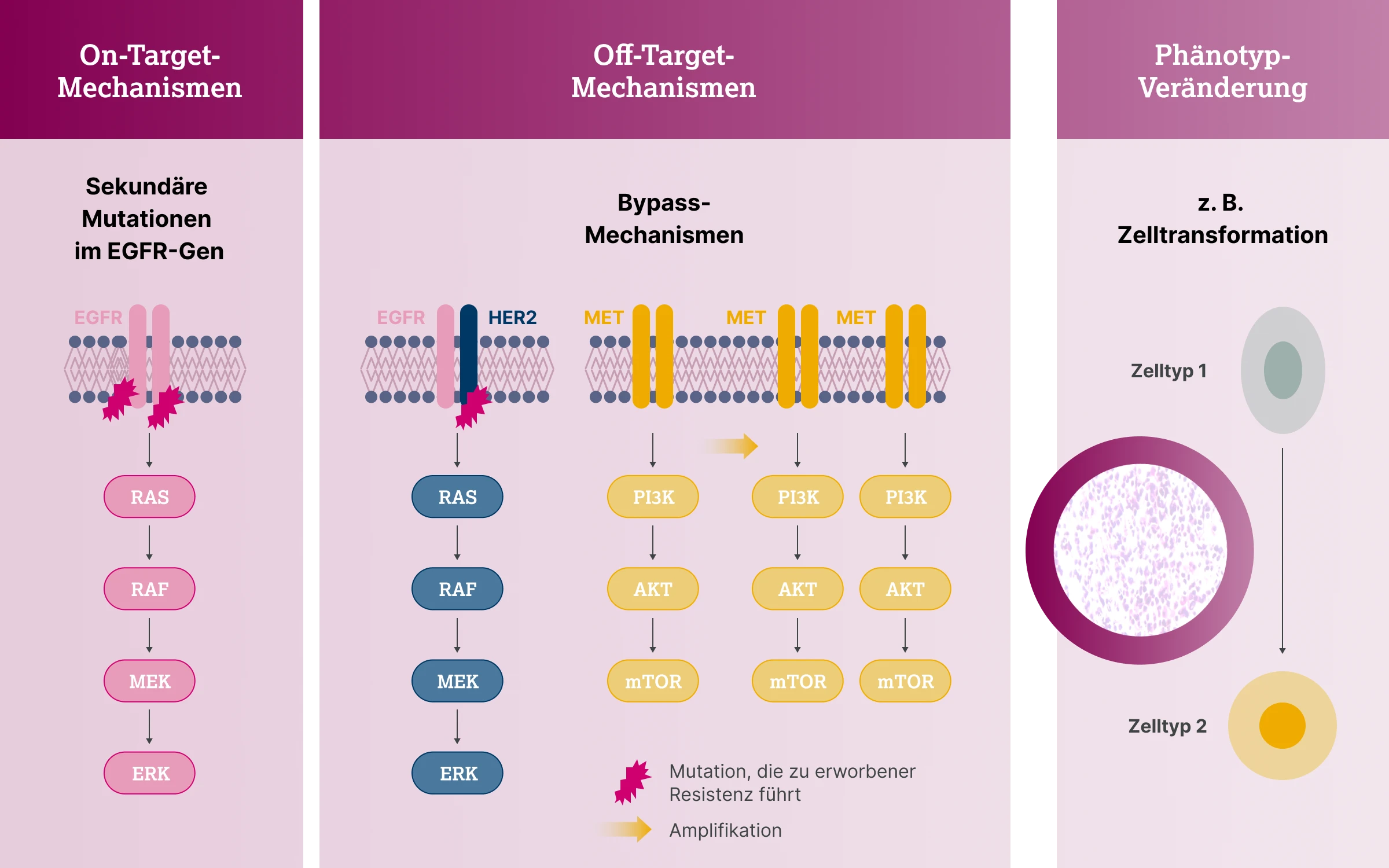 3.1.4-03-diagnostik-therapie-EGFR-grafik-enstehungsmechanismen2x.webp