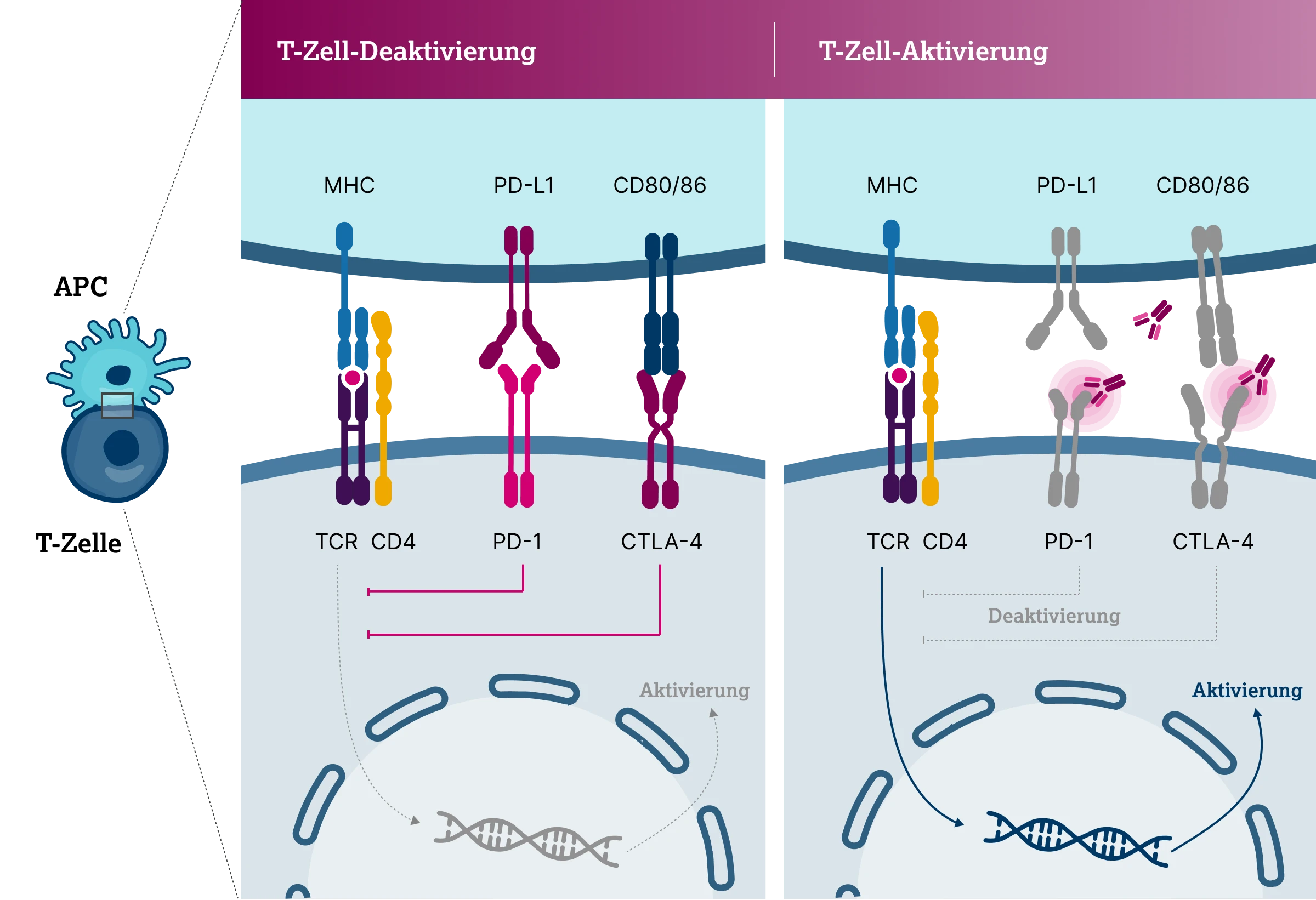 3.4.2-03-diagnostik-therapie-CTLA4-wirkmechanismen-immuncheckpoint-inhibitoren2x.webp 3.4.2-03-diagnostik-therapie-CTLA4-wirkmechanismen-immuncheckpoint-inhibitoren2x.webp