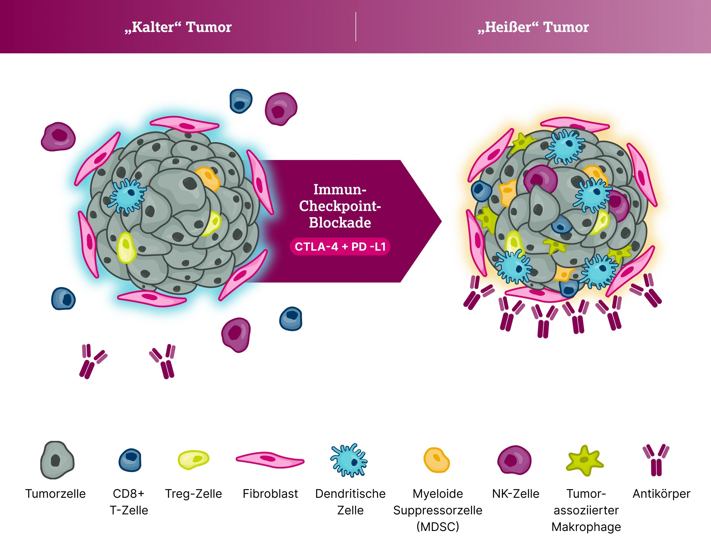 3.4.2-03-diagnostik-therapie-umwandlung-kalter-heisse-tumor2x.webp 3.4.2-03-diagnostik-therapie-umwandlung-kalter-heisse-tumor2x.webp