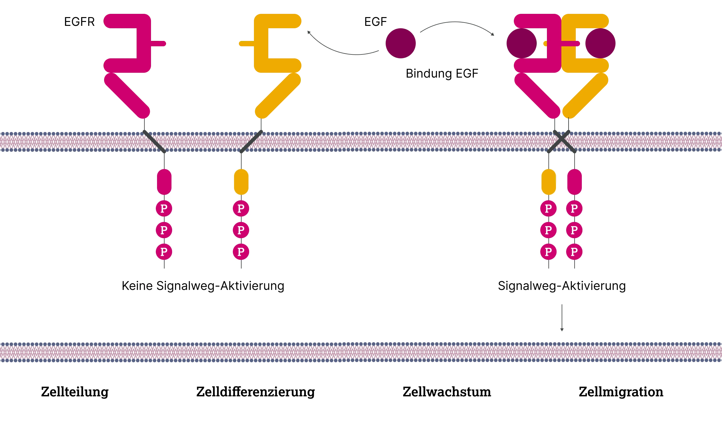 2.1.1-03-biomarker-EGFR-grafik-aktivierung2x.webp