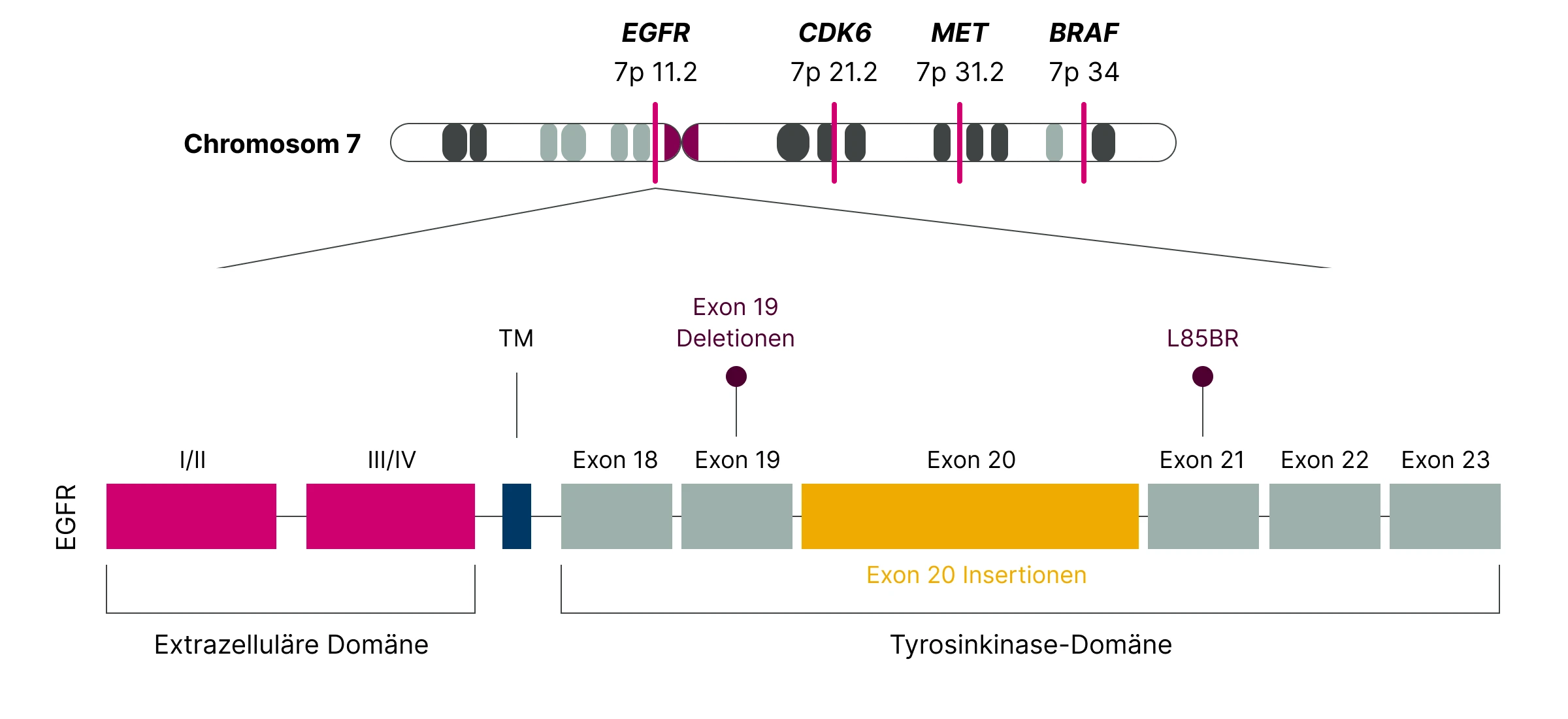 2.1.1-04-biomarker-EGFR-grafik-lokalisation-struktur2x.webp