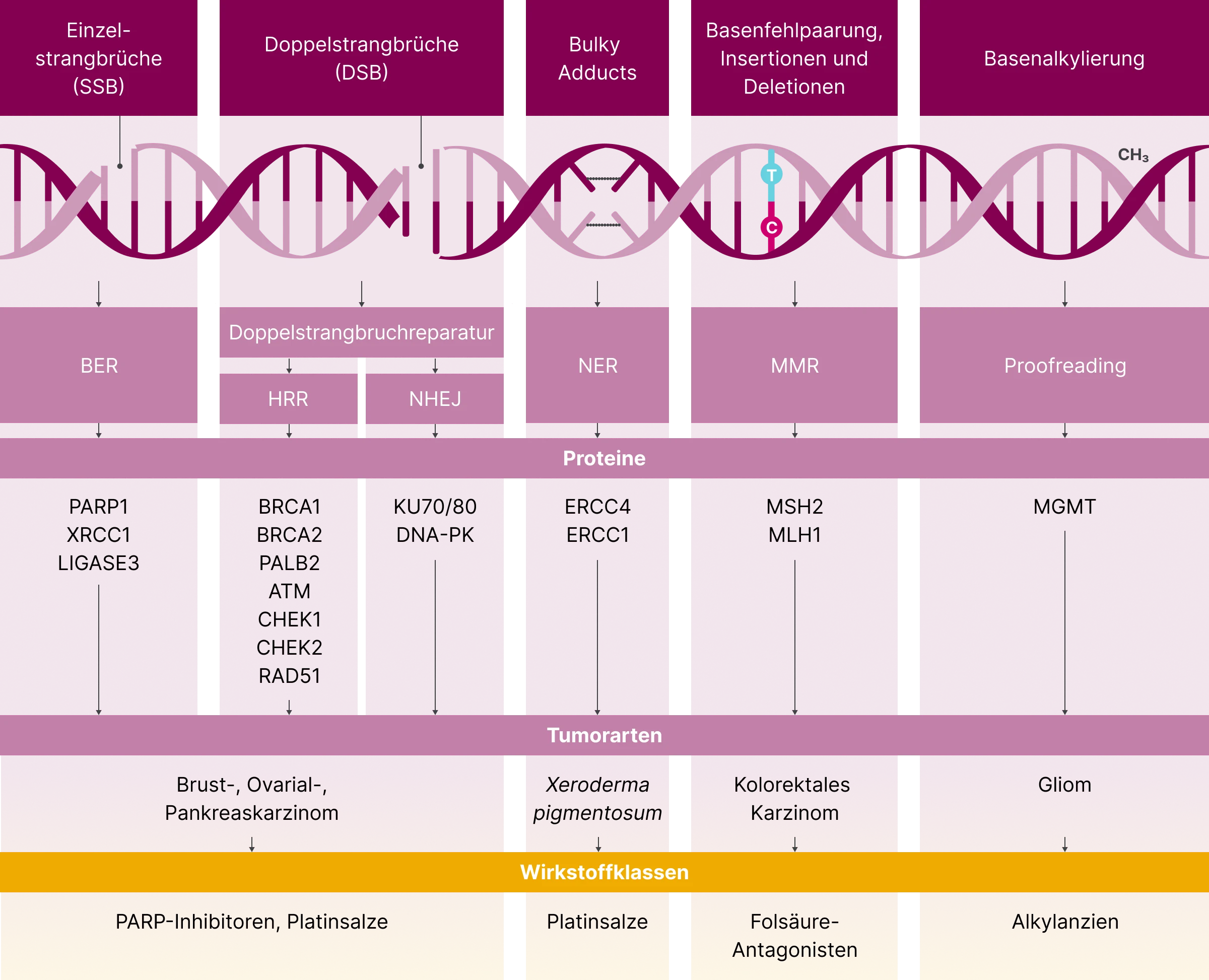 2.3.2-02-biomarker-BRCA-HRD-grafik-defekte-DNA-reparaturmechanismen2x.webp