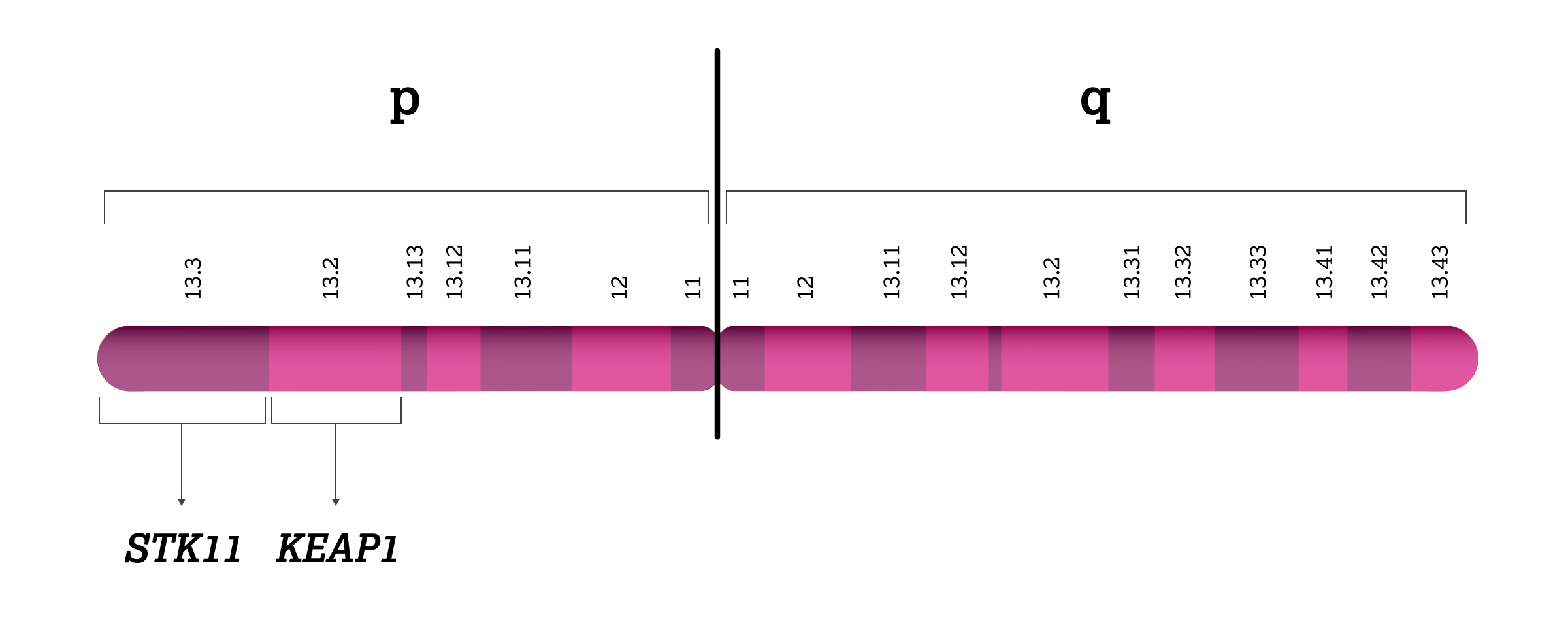 1.2.5-01-tumorerkrankungen-STK11-Lunge-grafik-lokalisation2x.webp