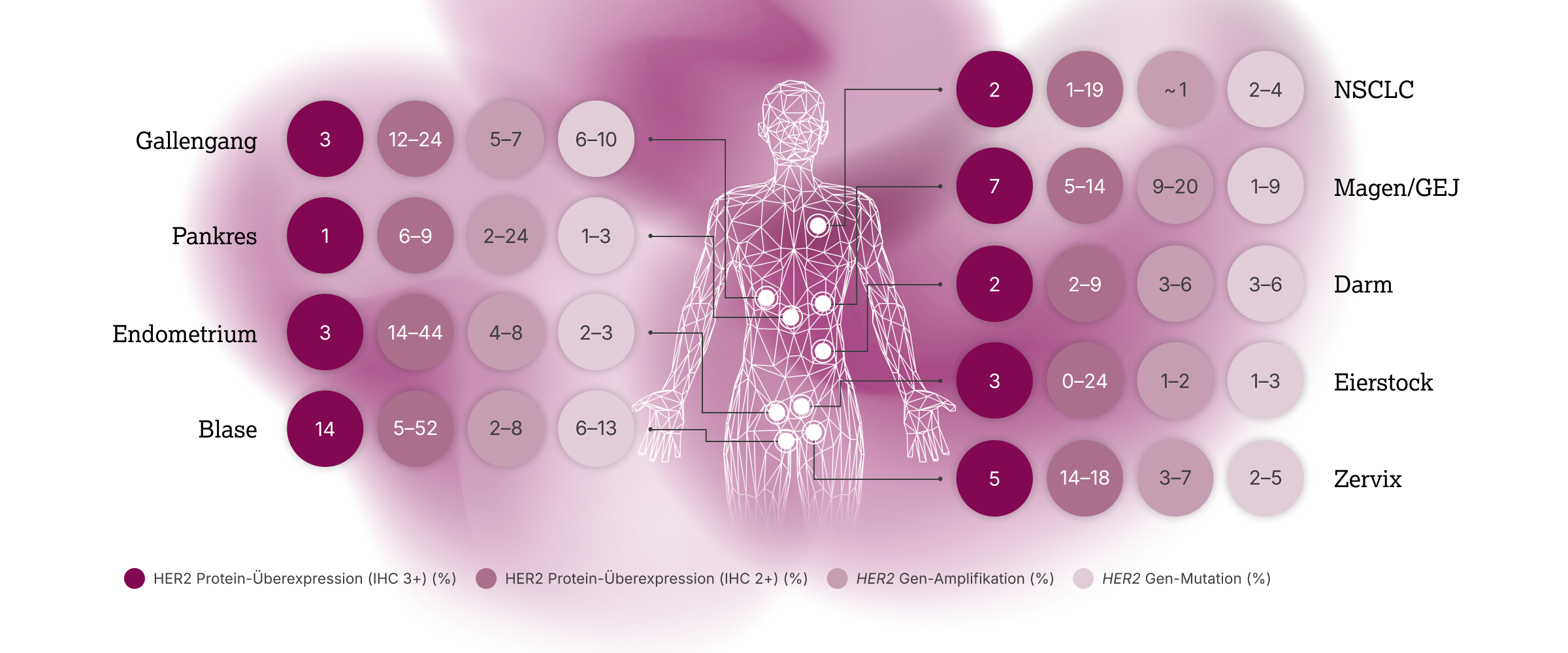 3.2.5-02-Praevalenz-HER2-Alterationen.webp 3.2.5-02-Praevalenz-HER2-Alterationen.webp